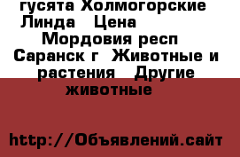 гусята Холмогорские, Линда › Цена ­ 250-550 - Мордовия респ., Саранск г. Животные и растения » Другие животные   